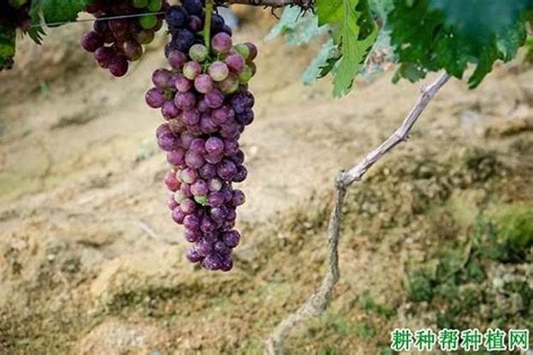 大葱用什么杀菌剂和叶面肥好
