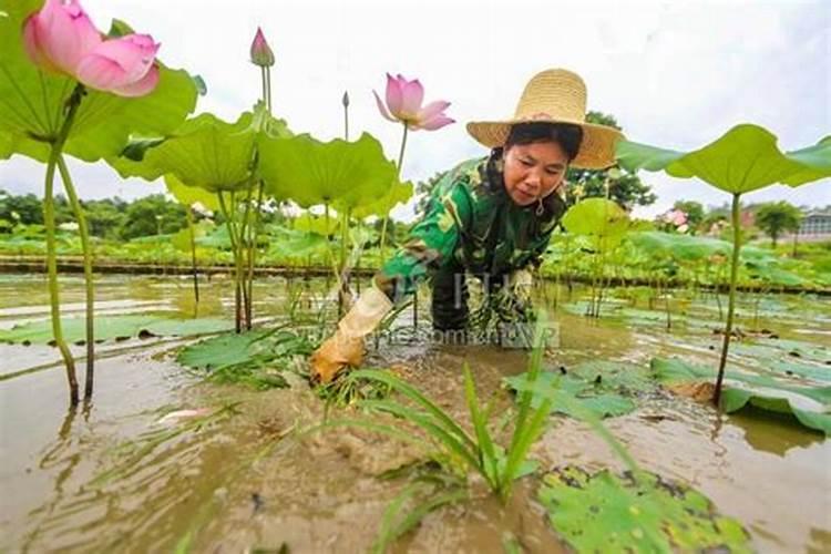 白莲的种植方法。
