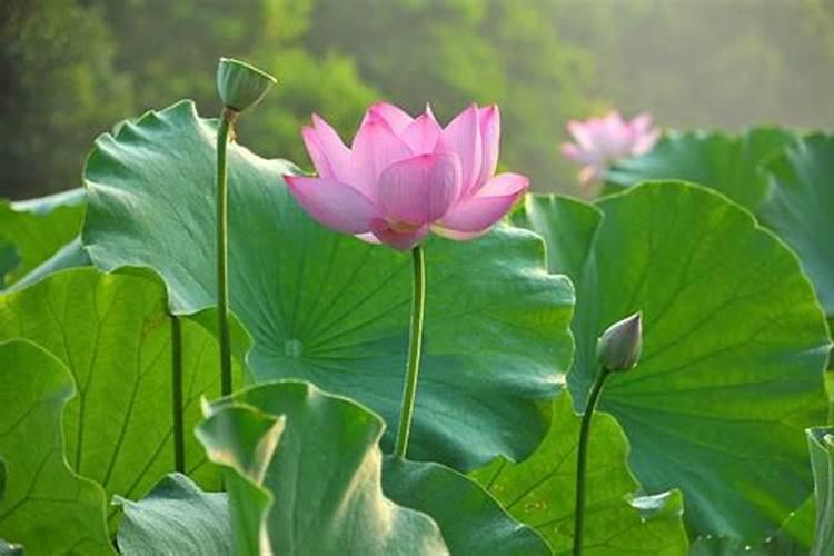 茶花施什么肥料最好