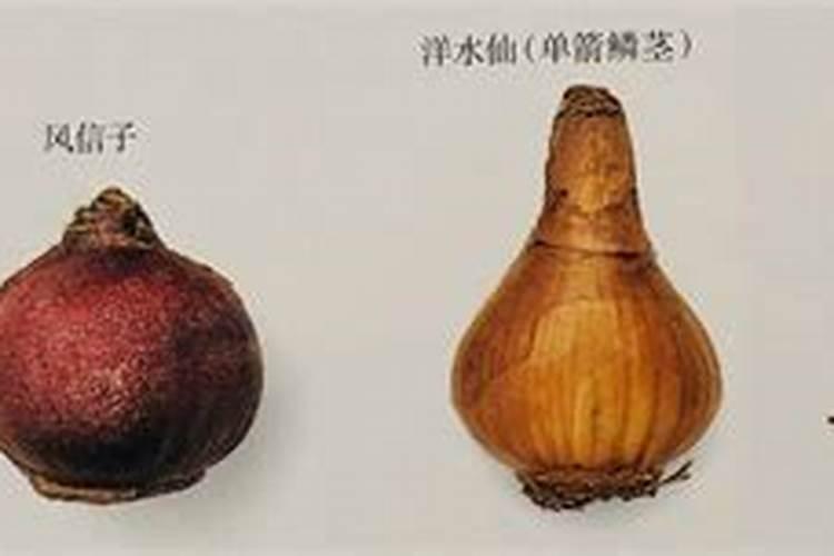 朱顶红什么时候施肥