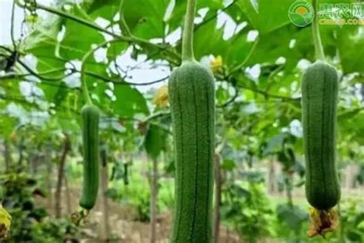 夏种丝瓜由于播种时温度较高,现在丝瓜藤都长到两米多长了可还是没有...
