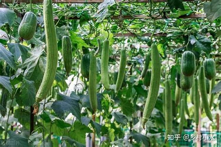 丝瓜的叶子劝劝是什么病怎样治？