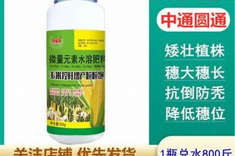 玉米白化病怎么治,是什么原因引起的