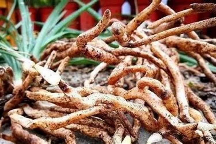 玉米尿素施肥后有效多久？
