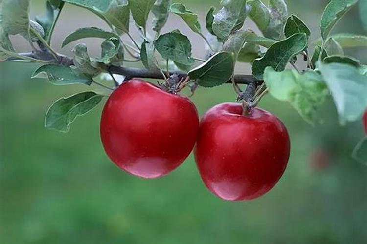 苹果膨果期用什么肥最好？怎么施肥呢？