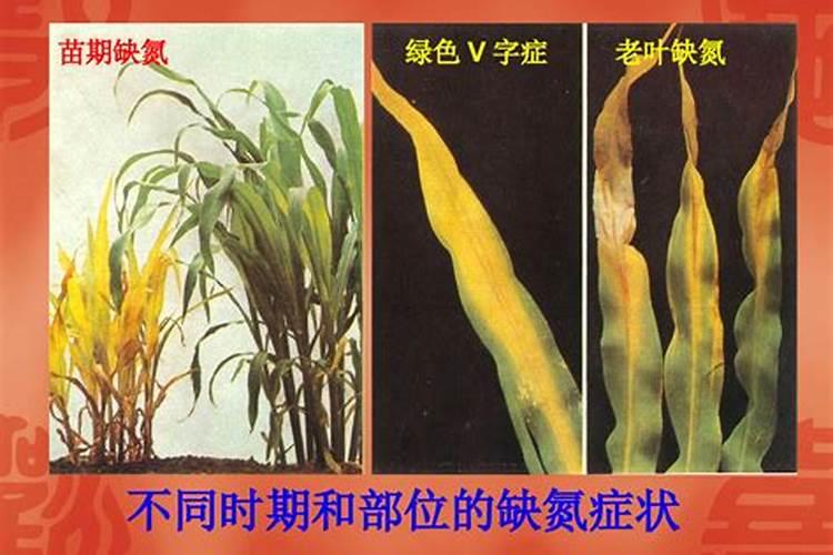 西红柿不同生长阶段的施肥计划