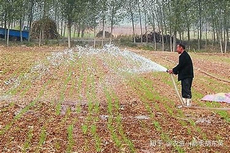 莲雾膨果期施什么肥料