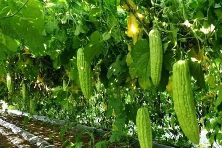 绣球花施肥时间和方法