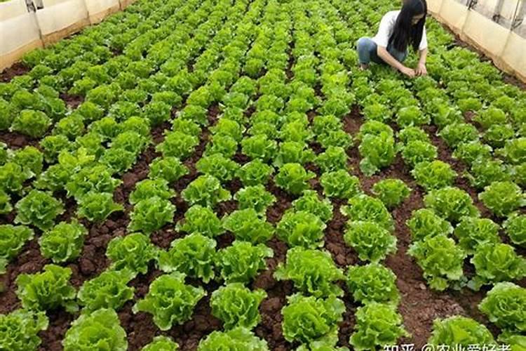 种菜用什么肥料做底肥 种菜的时候用什么做底肥好