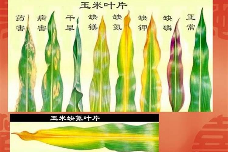 植物叶子发黄用什么肥,需及时的追施氮复合肥