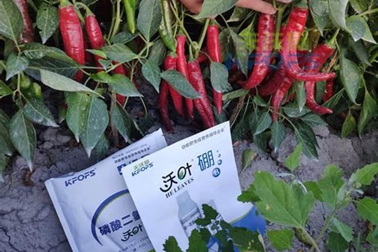蔬菜施肥有哪些大量元素肥料要配合使用？