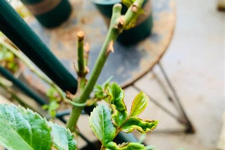 月季专用肥料能用到其它植物上吗？不止一两个植物。