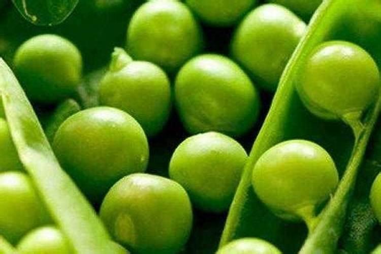 种10亩苹果一年能赚多少钱？