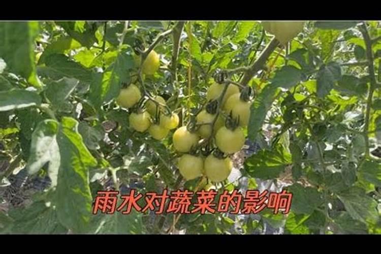 大姜催芽用啥药出芽齐