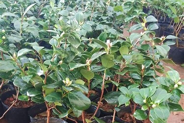 如何给盆栽茶花施肥(茶花怎么浇肥)