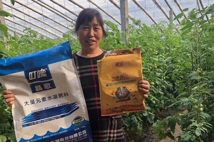 薏仁是什么样的