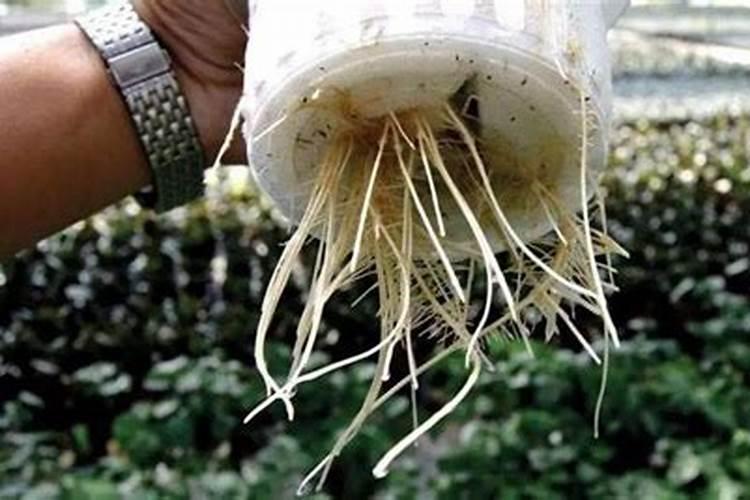 海澡肥能生根吗？