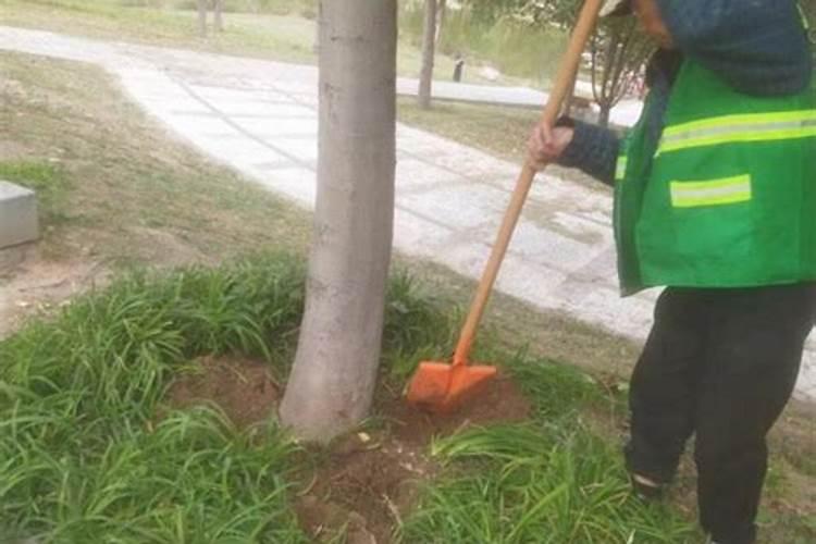 枸杞用什么肥料最好 ？枸杞打什么叶面肥好？枸杞生根用什么肥料好