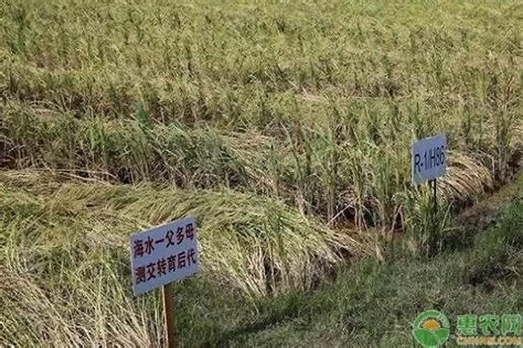秋季养月季花禁用4种肥料这是夺命肥