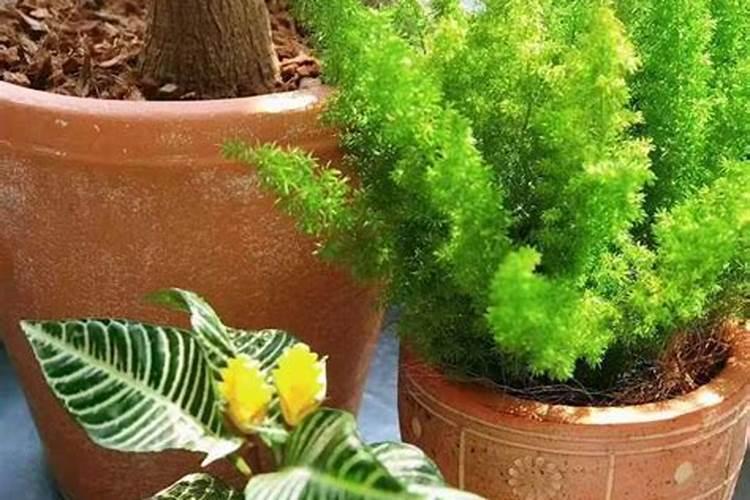 家里绿植用什么肥料？