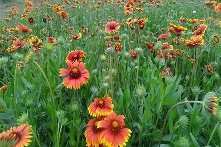 户外十月开花越冬的菊花品种 水肥要求