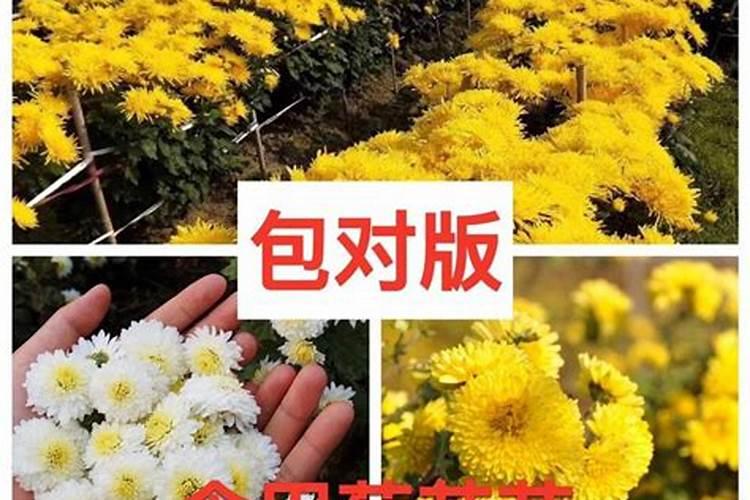 菊花花肥有哪些