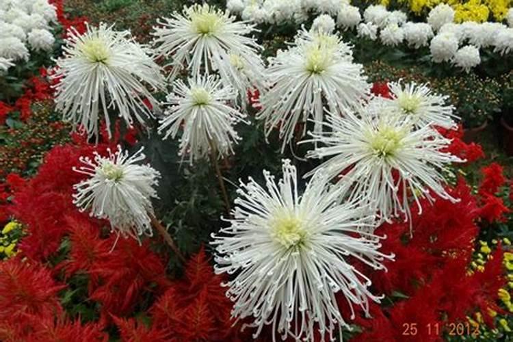万寿菊菊花施些什么肥料