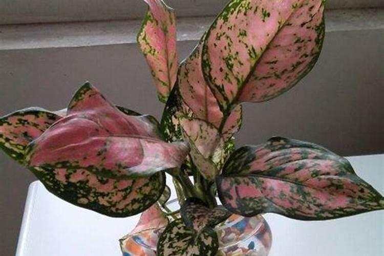 花叶万年青的施肥方法什么肥料好？