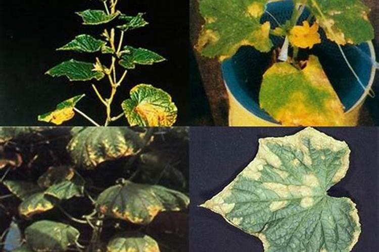 10种花爱喝醋,浇水加点酸,叶子油亮爱开花!