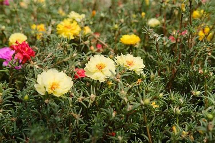 太阳花如何施肥养护花苞更加大