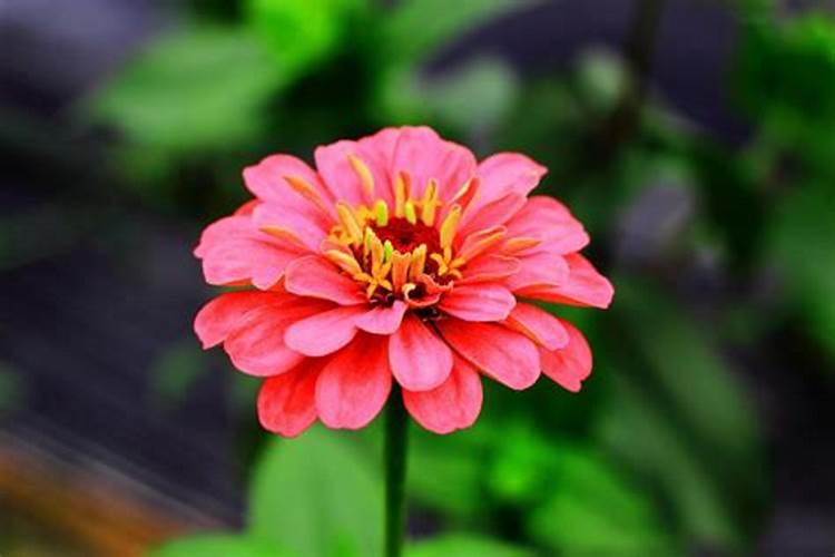太阳花如何施肥养护花苞更加大