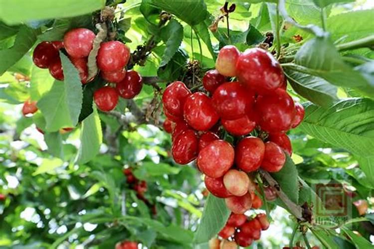 种菠菜什么肥料不能施