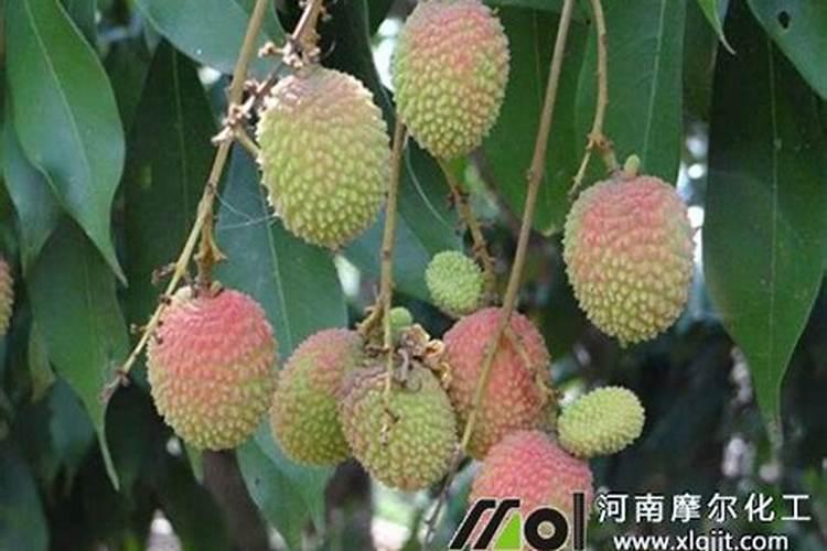 荔枝树苗在哪些地方可以种