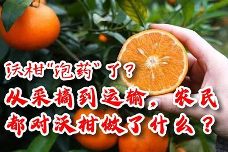 沃柑膨果期管理要点