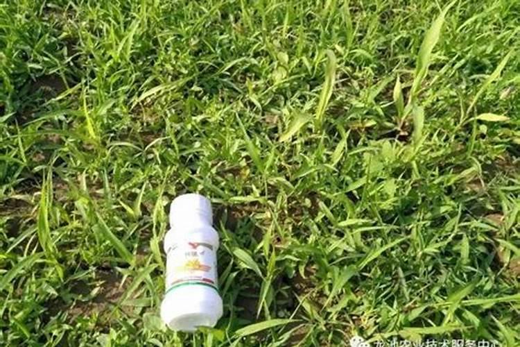 苹果树缺钙,应该怎么补充,需要注意什么？