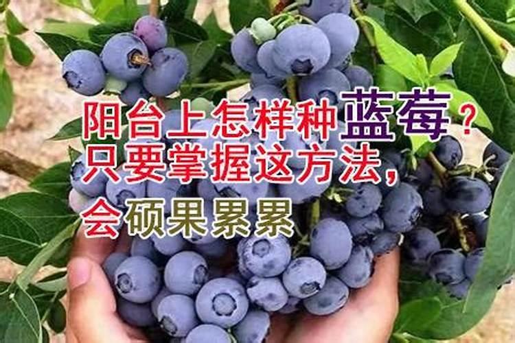 李子树哪时候适合施肥呢 李子树什么时候施肥