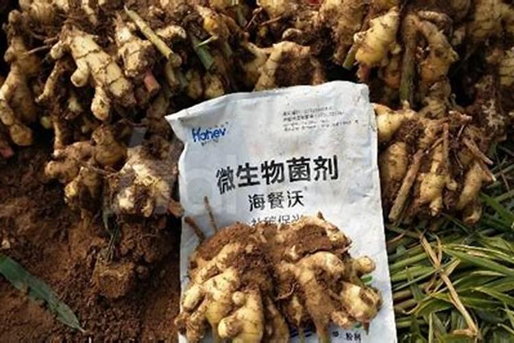山东九甲农业有限公司主要有哪些产品啊？