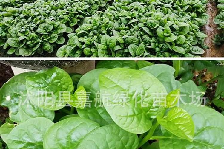 米面详细释义
