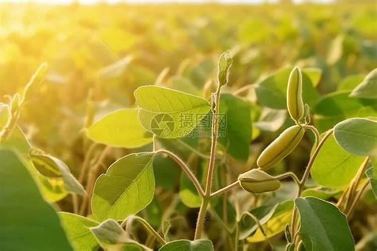 黄豆能做果树肥料吗？