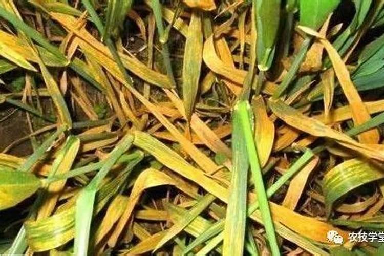 麦苗发黄怎么补救 麦苗种植需要多久