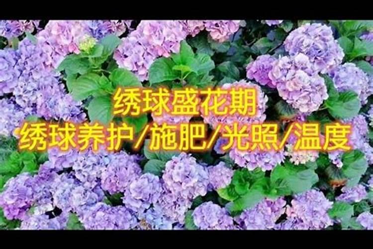 绣球花施肥时间和方法