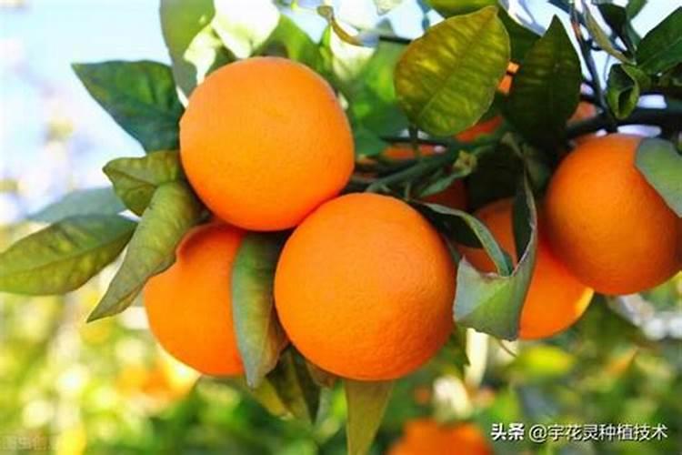 沃柑来年挂果树的施肥方案介绍下可以吗？