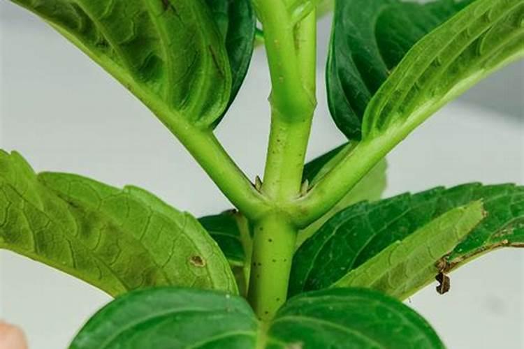 冬季种植核桃树怎么才能活要不要剪根和剪枝