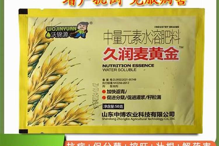 小麦根部叶子发黄怎么回事