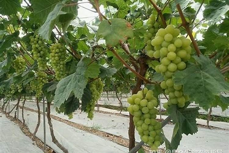 赤霉素:芸苔素:磷酸二氢钾:钙镁硼锌铁等叶面肥能在西瓜上混用吗？