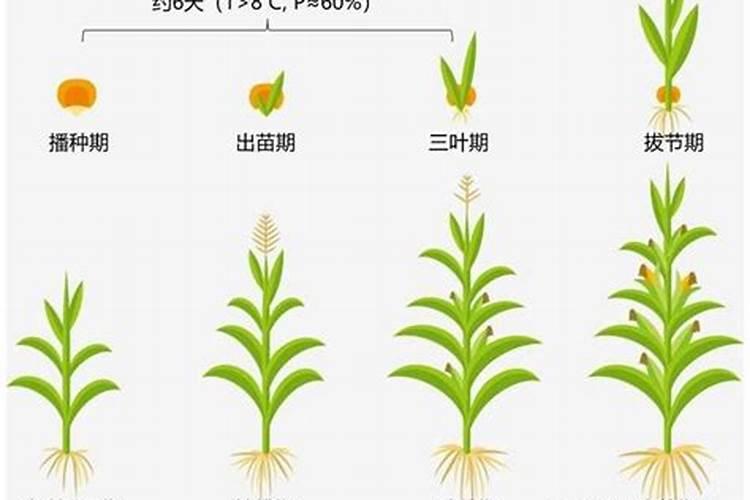 葡萄糖什么时候打果树最好