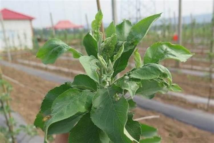 苹果树什么时候施肥好 如何给苹果树施肥