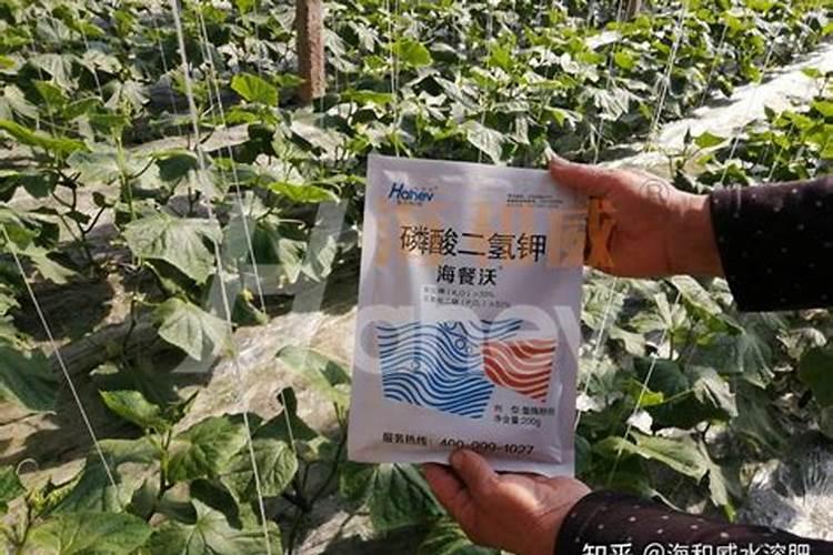 最简单的养花万能土壤 养花用什么肥最好