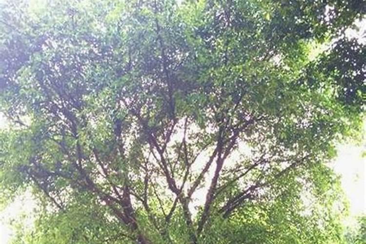 现在养花的人 都爱用营养液 好么？有没有其他的东西可以代替？