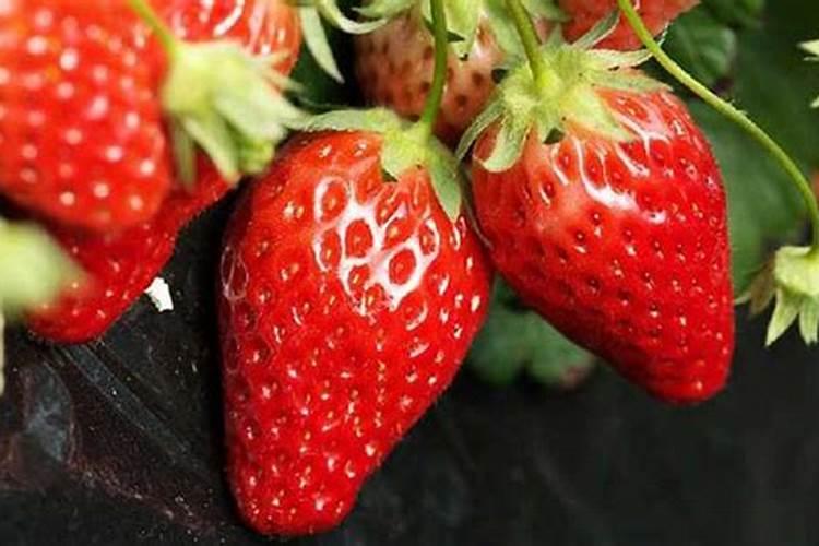 用尿做盆栽花的肥料可以吗,要怎么做？